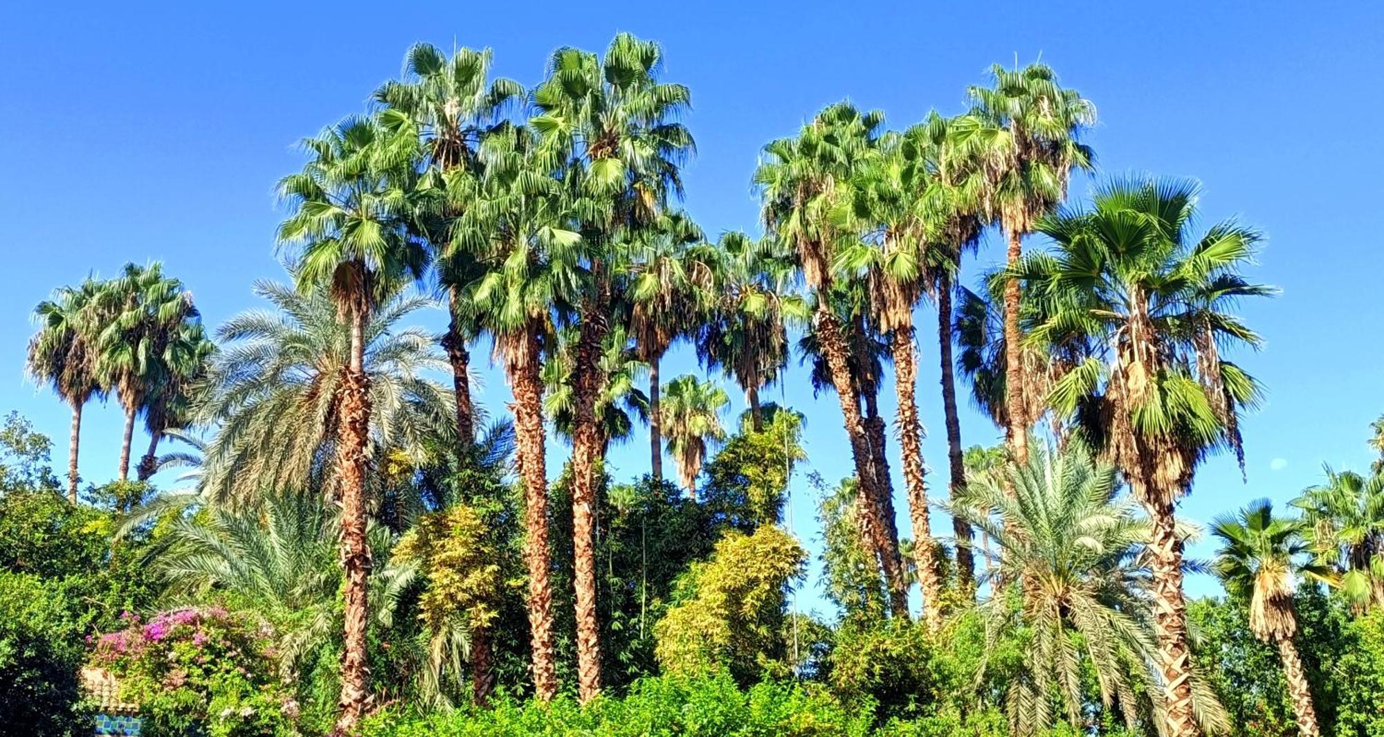 Superbe Avec Vue Sur Les Jardins Majorelle, Face Au Musee Ysl, Rue Yves Saint Laurent Appartement Marrakesh